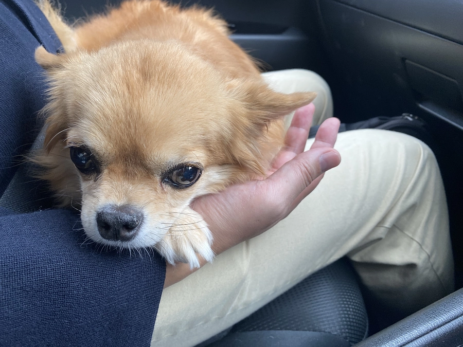 クラウドファンディング、折り返しです。