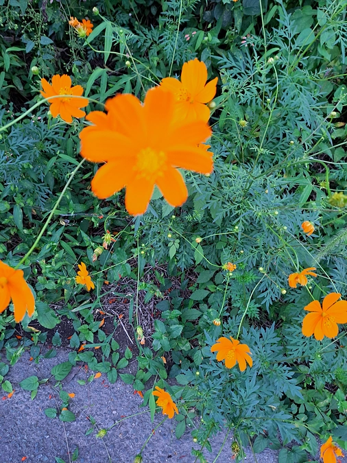 子ども若者保健室～らしく～第3の居場所