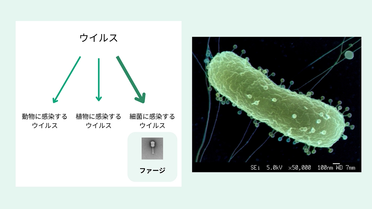 ファージとファージ療法について、解説します！