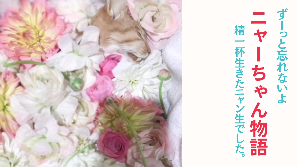 【ニャーちゃん物語】　精一杯生きたニャン生でした。ずーっと忘れないよ！