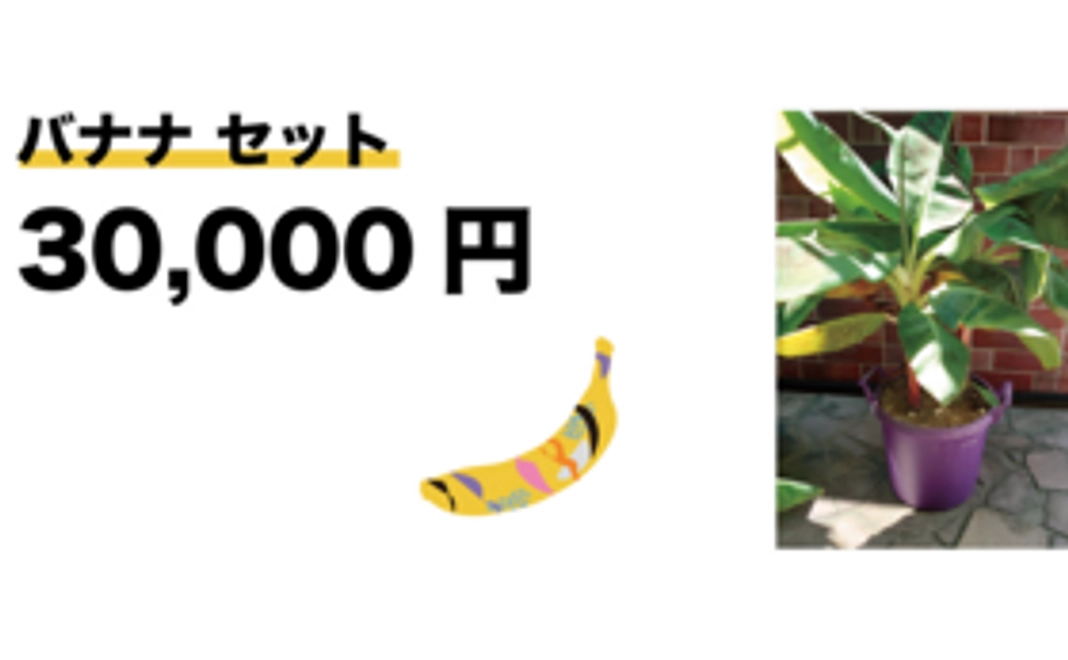 観賞バナナ セット