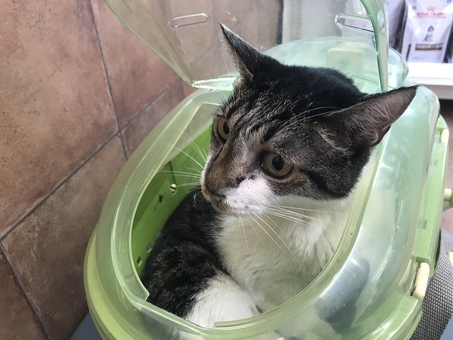 手術を受けて２週間後のチビです。