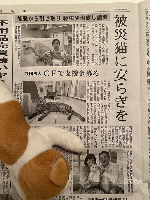 今日の「毎日新聞」に私たちの活動”能登半島地震の被災猫”の記事が掲載されました！
