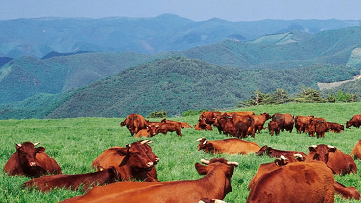 いわて短角和牛をこの世から無くさない！岩手出身男子の挑戦！！