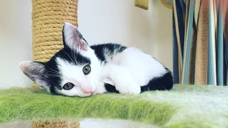 行き場のない犬猫の保護施設を整備し保健所への収容を減らしたい