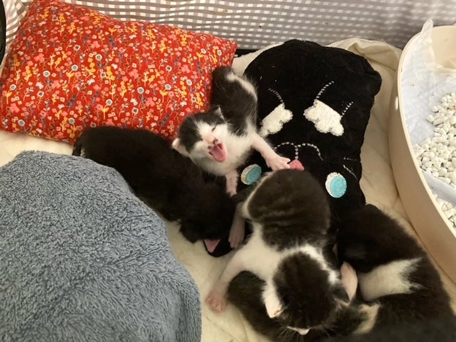 おちびたち、すくすく育ってます