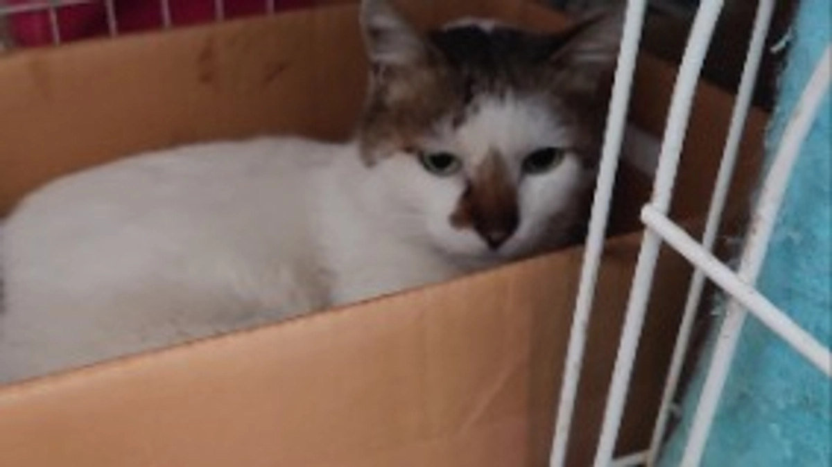 ツキちゃんの事です。