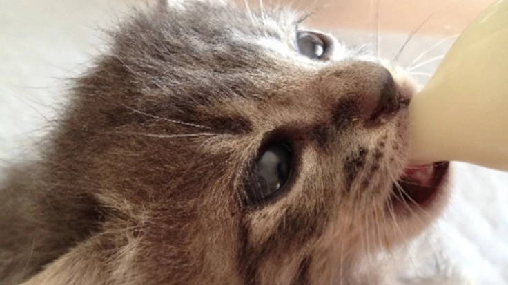 保護動物ボランティアさんの負担軽減！専門の動物病院を立ち上げ