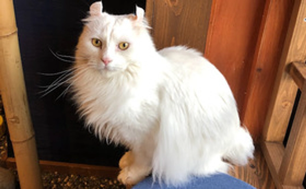 里親認定thanksメール&手作りキーホルダー