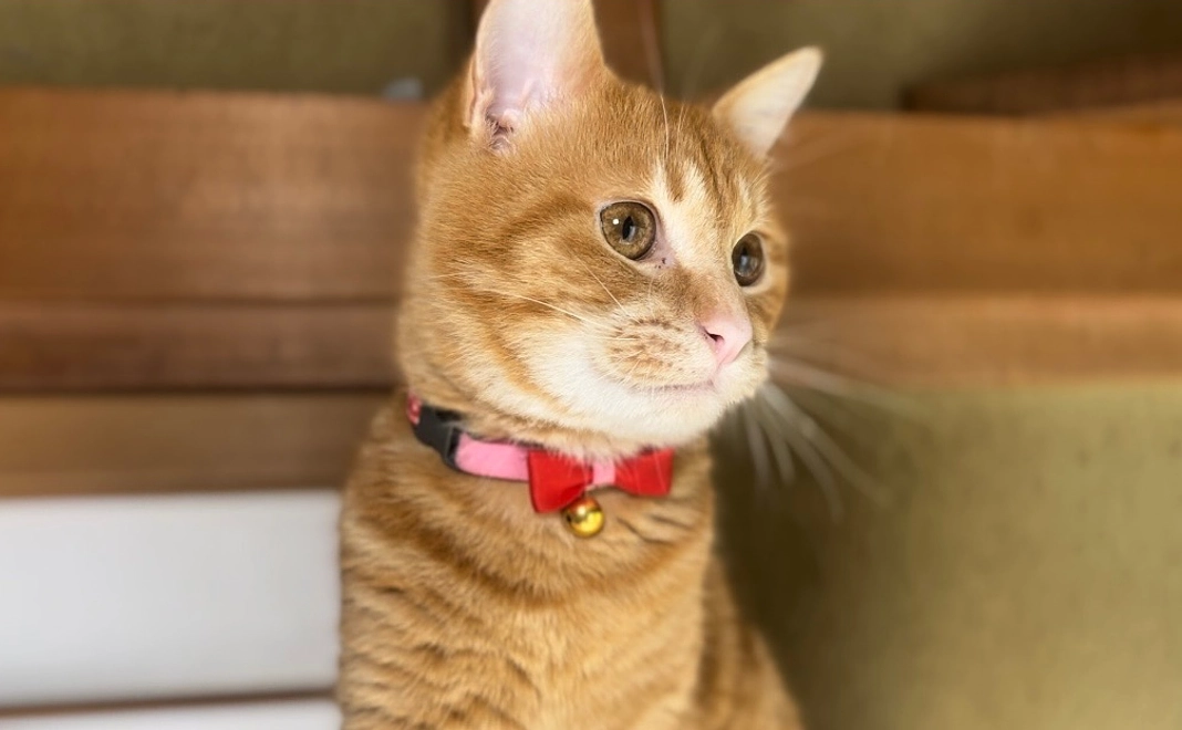 トラちゃん応援！