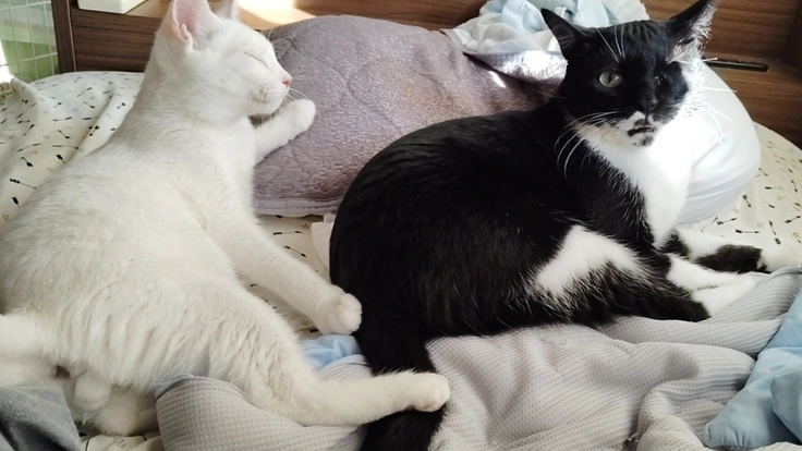 猫ちゃん達が幸せになれる為の譲渡型保護猫カフェ