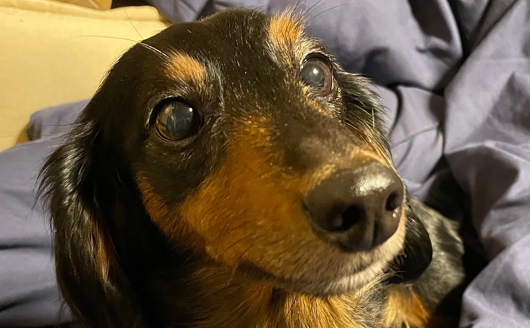 クゥからの感謝のメール2