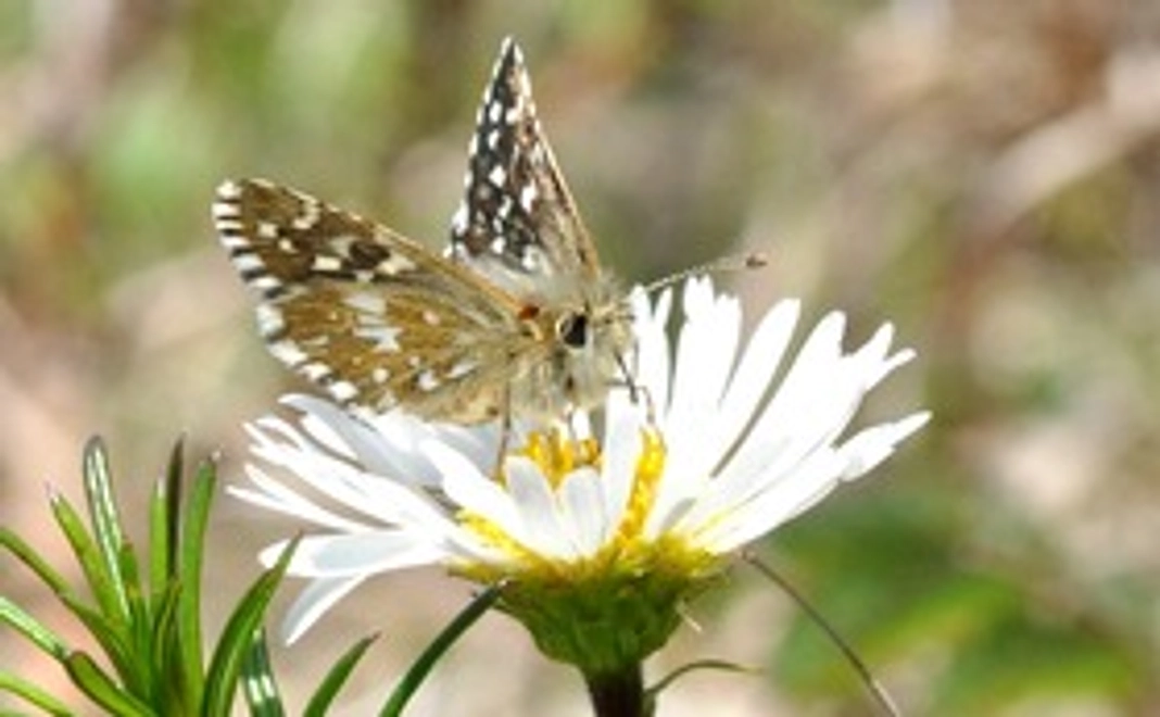 【お気持ちコース】