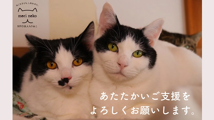 もりねこRe:スタート! 保護ねこ活動の継続と新たなチャレンジへ 7枚目