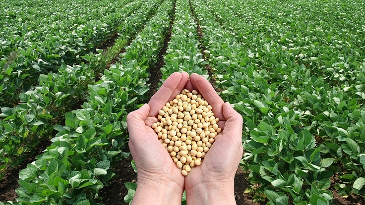 目指せ大豆自給率アップ!!農福連携まちおこし!!