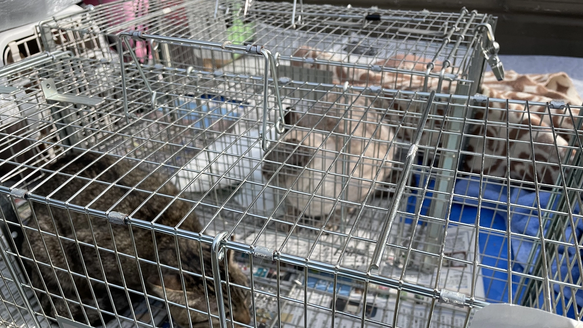 新たなレスキュー