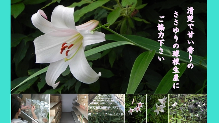 清楚で甘い香りの”ささゆり”の球根生産にご協力下さい