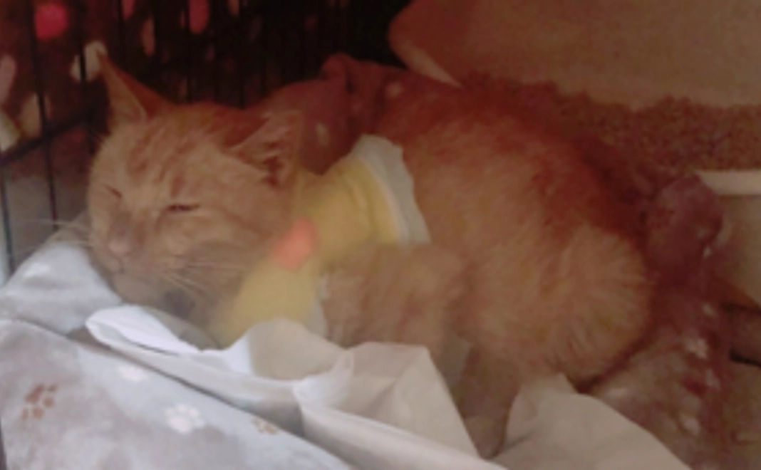 ちゃちゃまる💖1000コース