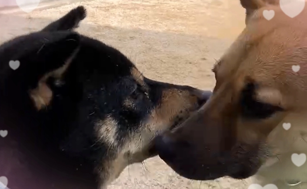 殺処分反対(隊)‼︎