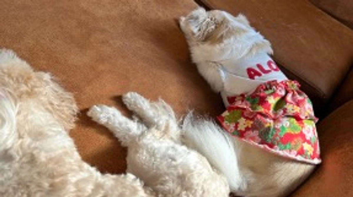 寝てばかりの1日🐶