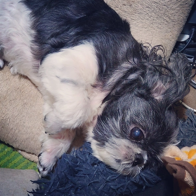 本日よりクラウドファンディングを開始します。