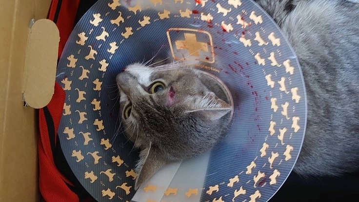 車に轢かれた猫を助けたい