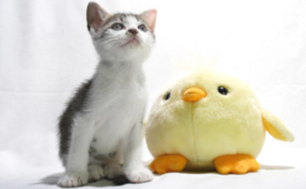 サンクスメール