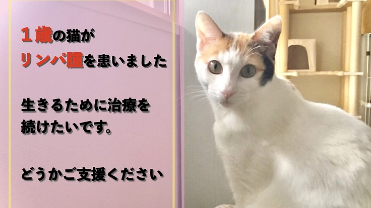 1歳でリンパ腫を患った猫にできる限りの治療をしてあげたい