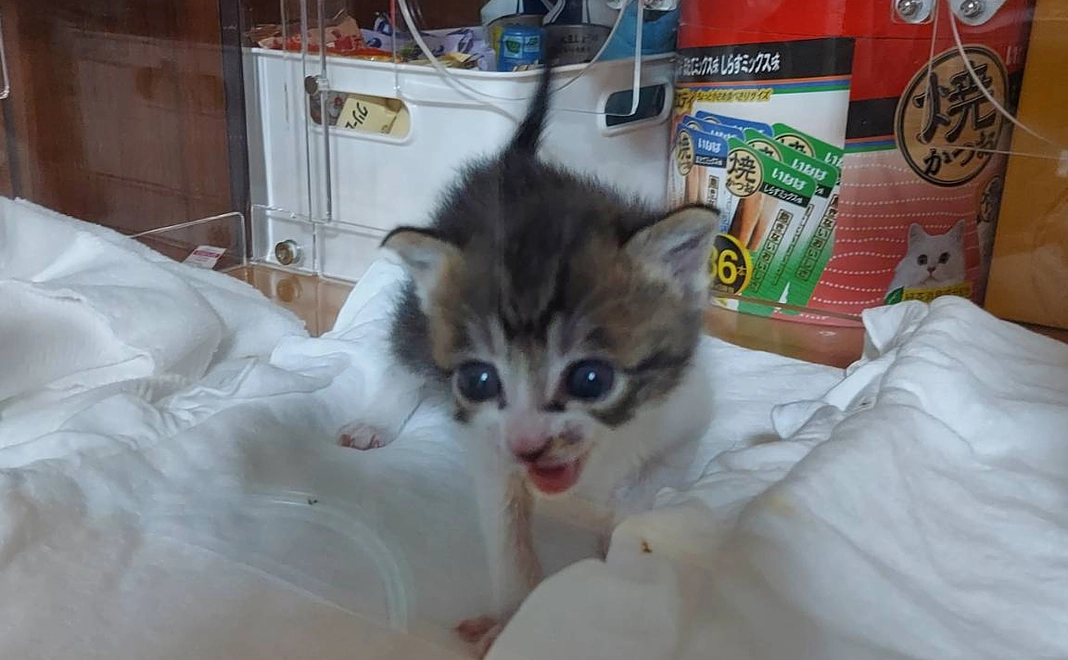 感謝のメール２🐾