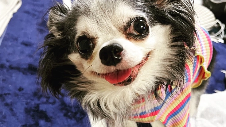 チワワ♀11才癌転移、左前脚断脚、高額治療費と車椅子を…