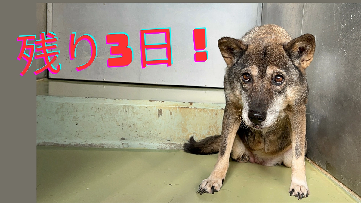 残り3日となりました！