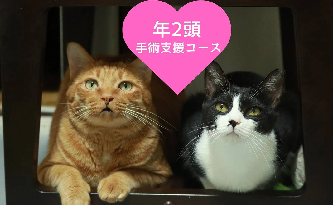 年２頭手術支援コース