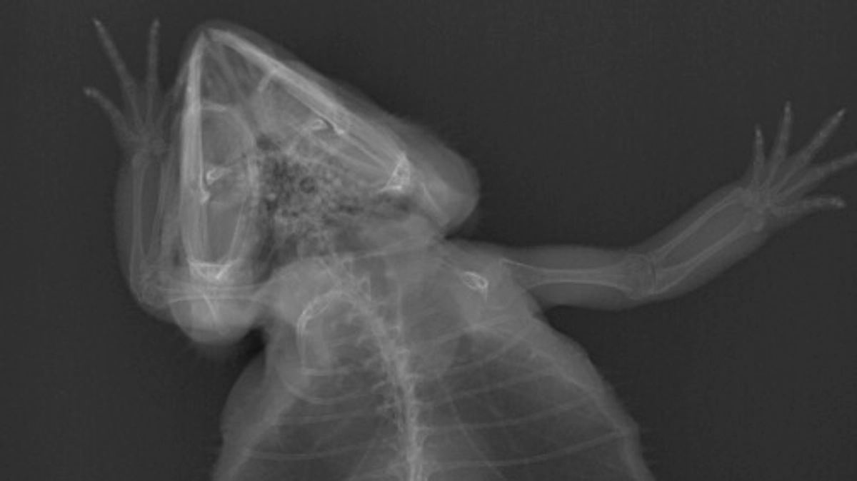 【クラファン活動報告⑩】レントゲン検査機器について / 治療できず苦しむ犬猫以外の動物も救う。多くの命に寄り添う病院開設へ - クラウドファンディング REA…