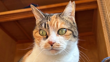 元野良猫、保護猫の写真カレンダーと猫グッズを作製しリターンでお届け のトップ画像