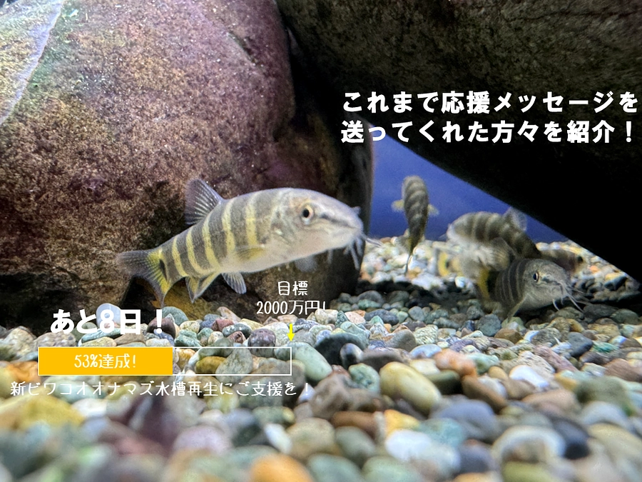 【クラファン終了まで残り8日】これまで応援メッセージをお寄せ頂いた方々のご紹介②