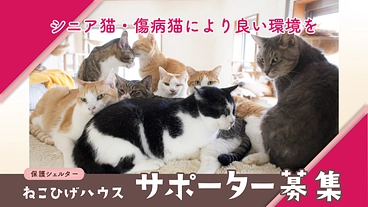 ねこひげサポーター募集！｜シニア傷病猫のための施設継続ご支援を のトップ画像