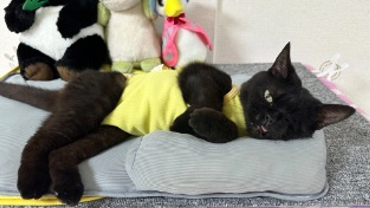 🆘🆘残り9日❗️ついに一桁です🆘🆘