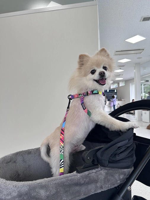 活動報告と手術日について