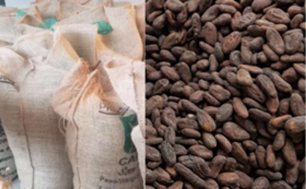 パタネモ村　天然栽培の生カカオ豆10kg