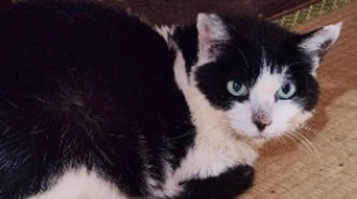 🐈️マリアの家族紹介🐈️