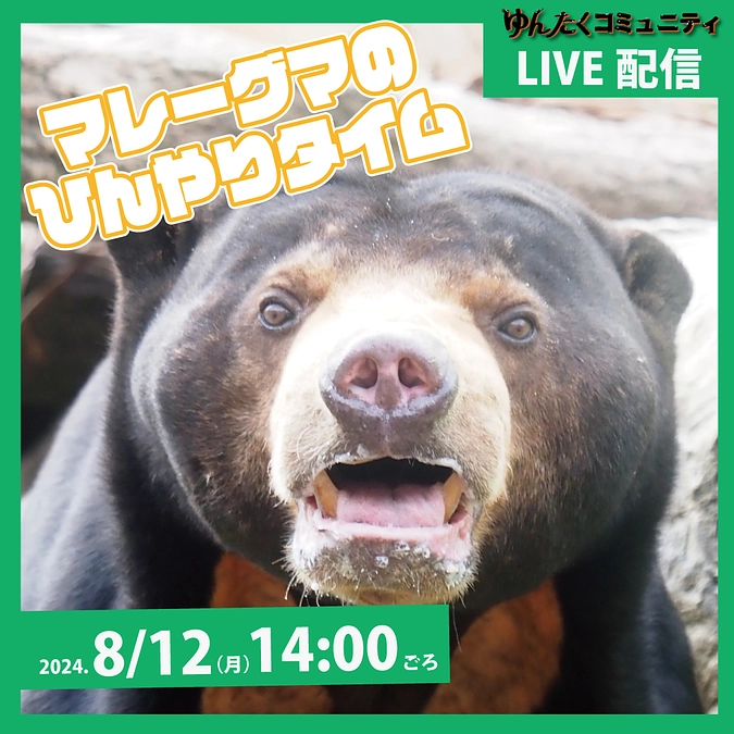 ゆんたくコミュニティ限定ライブ配信「マレーグマのひんやりタイム」