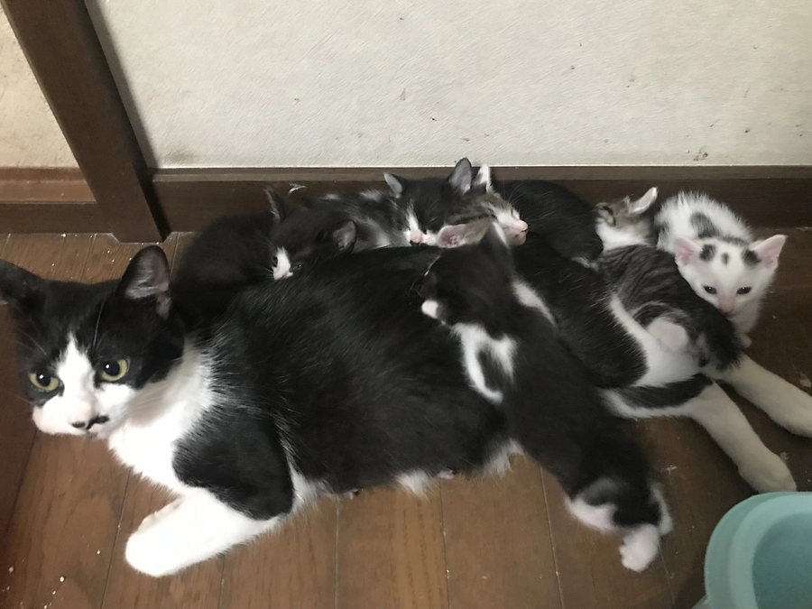 《12匹目》母親猫ノーラ【猫紹介】