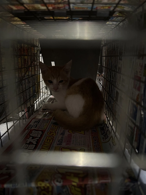 地域のTNR その後