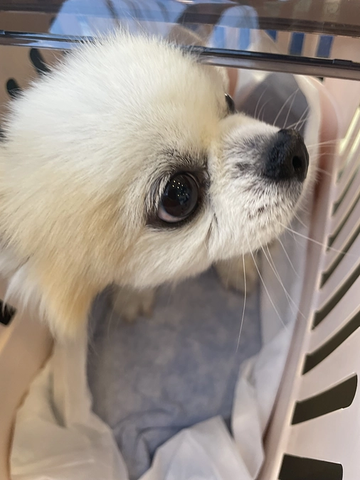 抜糸と血液検査