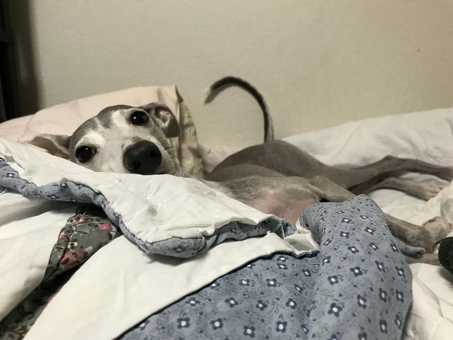 クラウドファンディング残り23日