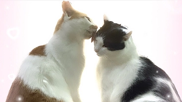 保護猫達の幸せを願い・・・Smile Catサポーター募集！ のトップ画像