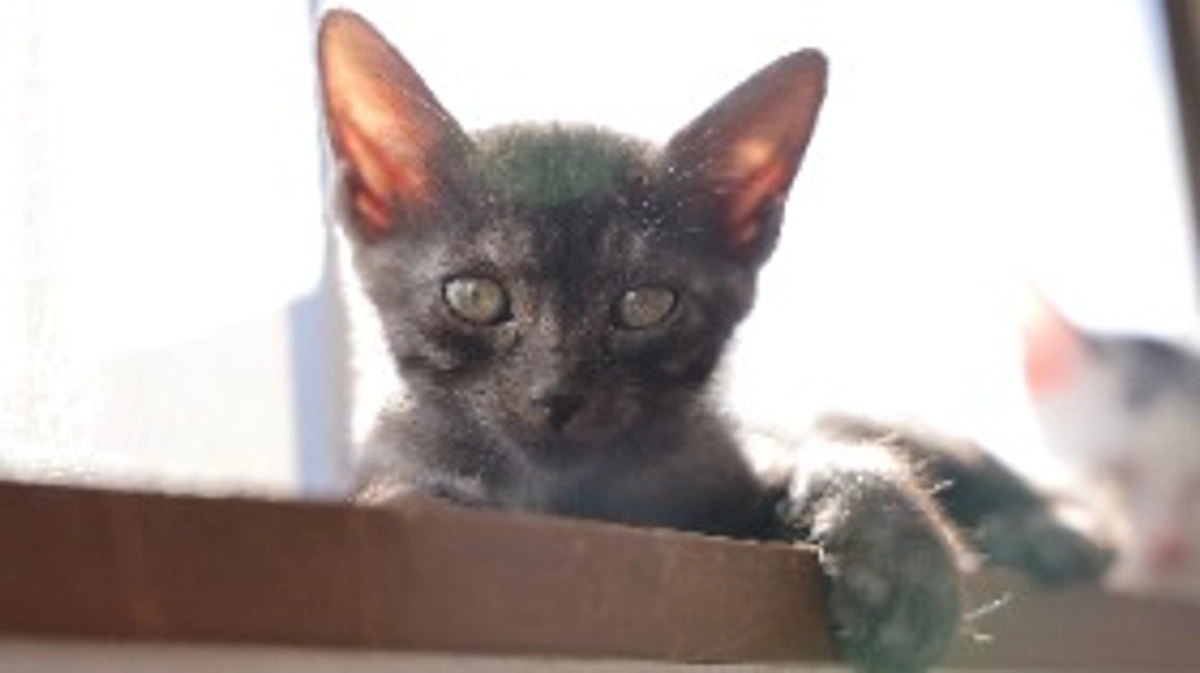 残り1時間30分、目標金額まで2,500円。