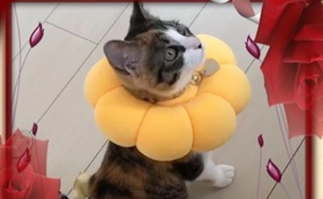 何が何でも応援！