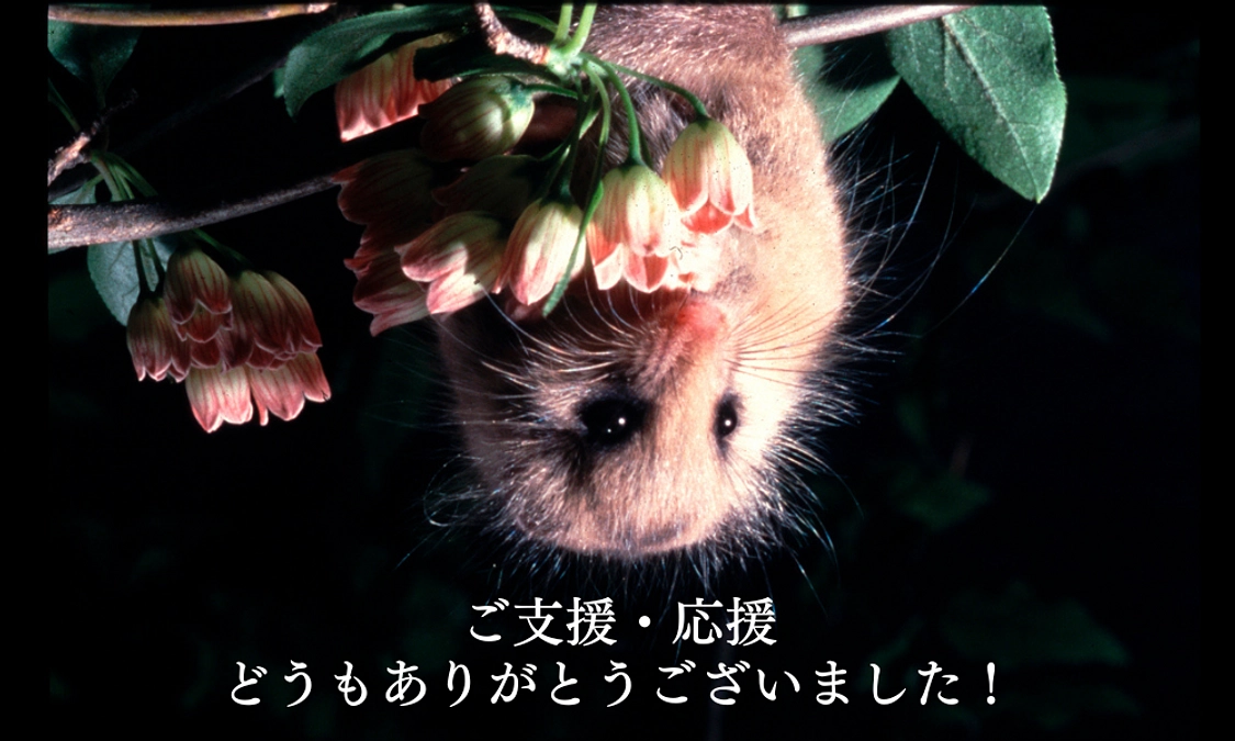 クラウドファンディングのお礼💚