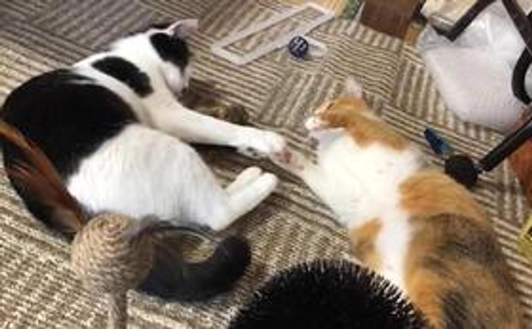 支援型:感謝のメール1000円